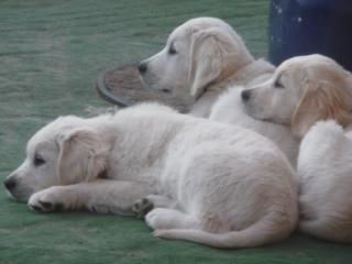 3 Golden Retriever-Welpen