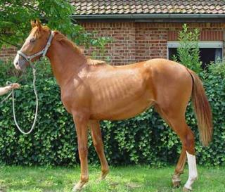 1. Jähriger Hann. Hengst Lacoste von Locksley