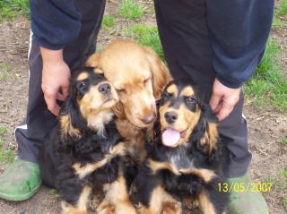 Cocker Spaniel Welpen