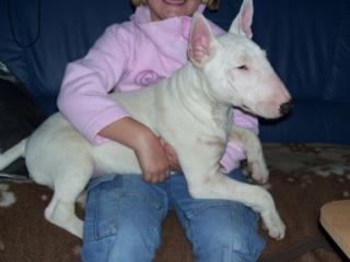 Bullterrier Rüde