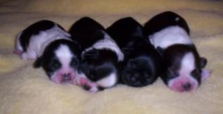 Shih Tzu Babys