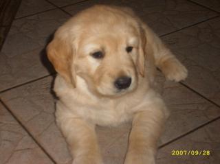 Golden Retriever Welpe