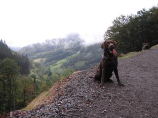 Choco Labrador als Deckrüde