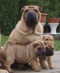 Shar-pei