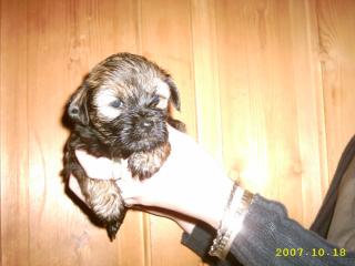 Tibet Terrier Welpen