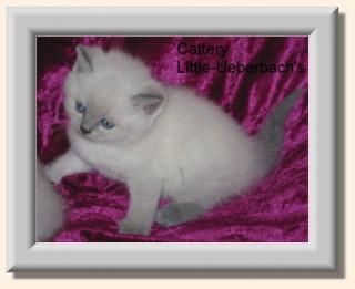 BKH blue-point Kitten