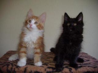 Traumhafte Maine Coon Kitten