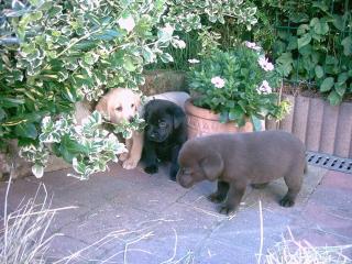 Labrador-Welpen mit Papieren