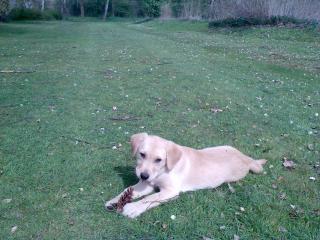 Labrador Hündin 9 Monate alt abzugeben