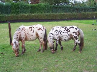 Mini-pferden appaloosa Abstammung. mit papieren v. Rheinland