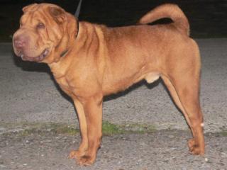 Sharpei Welpen