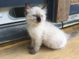 Wunderschöne Ragdoll Kitten