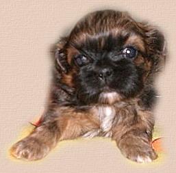 Shihtzu-Püppchen