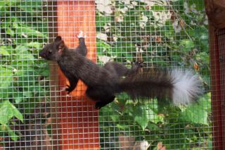 EICHHÖRNCHEN tolle seltene Farben artgerechte liebevolle Hobbyzucht