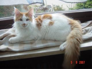 Maine Coon Kater