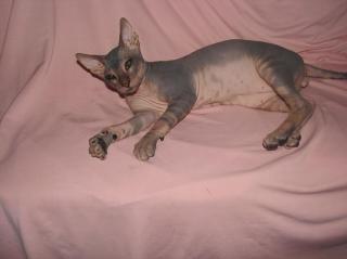 Don Sphynx Babys katze