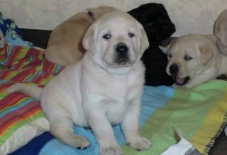 Supersüsse Labrador Welpen in gelb und schwarz