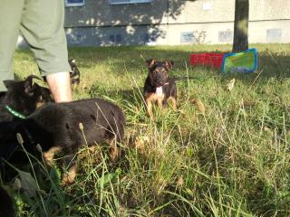 Sehr Sehr Süsse Schäferhund-mix Welpen, Suchen ein Zuhause