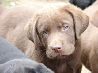 Labradorwelpen alle Farben mit Ahnentafel