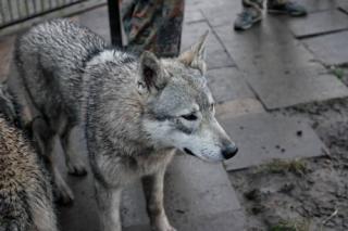 Sehr selten Tschechoslowakischer Wolfshund - TWH