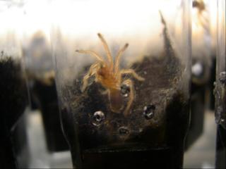 Grammostola rosea Vogelspinne