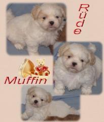 Muffin Shih Tzu Rüde