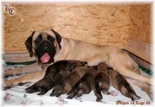 English Mastiff - Welpen