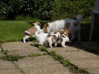 Glatte und raue Haar Jack-Russell-Terrier-Welpen