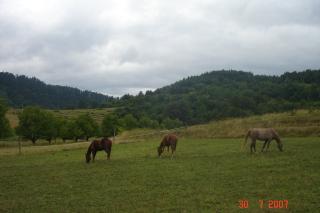 Suche Zuchtstute/ Zuchthengst, Quarter Horse, Paint Horse, Appaloosa