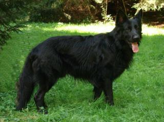 Schwarze Altdeutsche Schäferhundwelpen