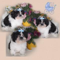 Shih tzu-shih tzu