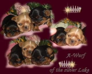 King charles spaniel oder engl