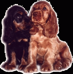 Cocker-Spaniels