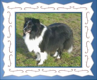 Wir erwarten am 19. 3. 08 Sheltie-Wurf Bi-blue