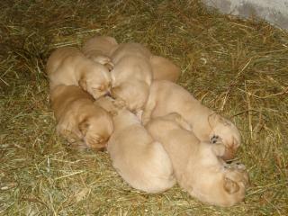 Golden Retriever Rüden