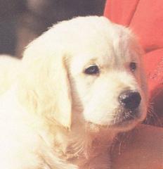 Golden Retriever Welpen