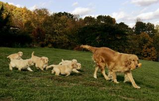 Niedliche Golden Retriever Welpen zu verkaufen. 150