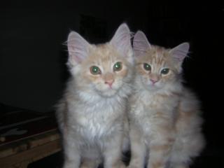 2 Maine Coon Katerchen suchen noch.