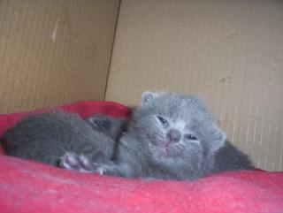 Britische Blaue Kätzchen BKH 2 wunderschöne Kater