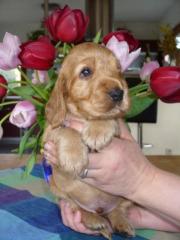 English Cocker Spaniel Welpen abzugeben