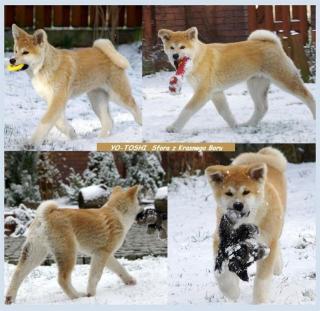 AKITA INU