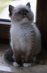 Ragdoll Kater