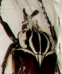 Goliathus quadrimaculatus Größe 98mm