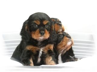 Cavalier King Charles Spaniel Welpen mit ICR-Ahnentafel EU-Impfausweis