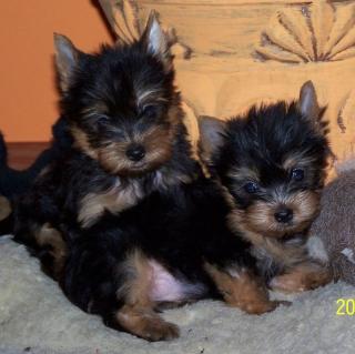 2 Yorkshire Terrier Mini Welpen Rüden 8 Wochen alt