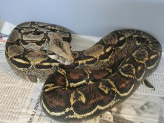 1, 1 Boa constrictor imperator, Mexiko, Sonora-Wüste, kleinbleibend