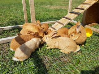 Kaninchen, Hasen, Häsinnen, Rammler