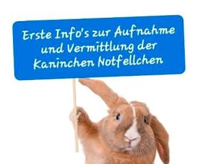 INFO S Zwerg Kaninchen Notstation Aufnahme Abgabe Vermittlung