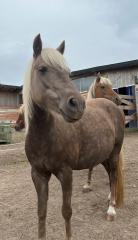 Barbiepony sucht Beschäftigung Pflegebeteiligung/Reitbeteiligung