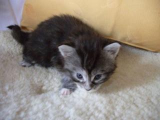 Süße Maine Coon-Kitten aus liebevoller Aufzucht